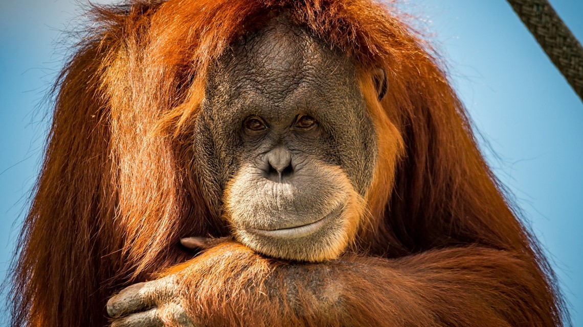 Como Park Zoo euthanizes 46-year-old orangutan named Amanda - Vimarsana News