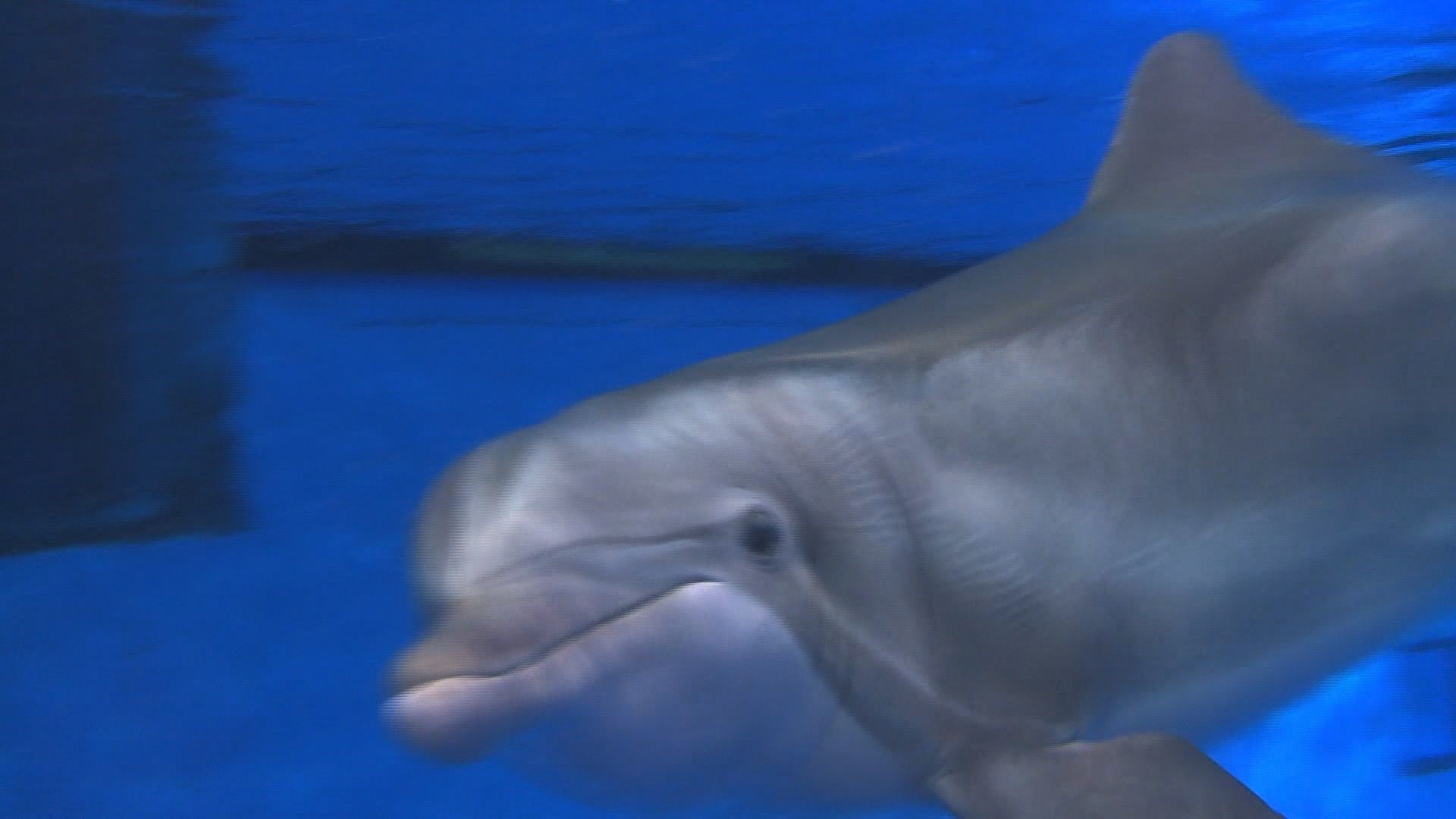 Former MN Zoo dolphin Semo dies at 54