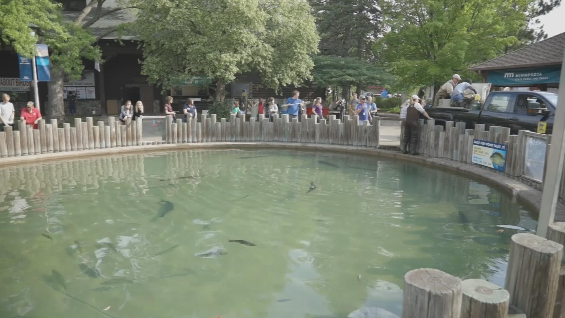 The DNR State Fair fish pond is an oasis in the middle of chaos, but getting it up and running is no easy task.