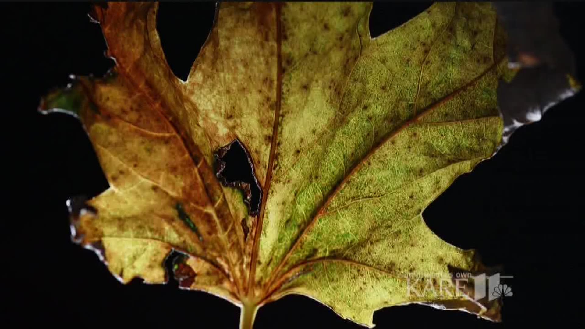 A close look at beautiful fall colors