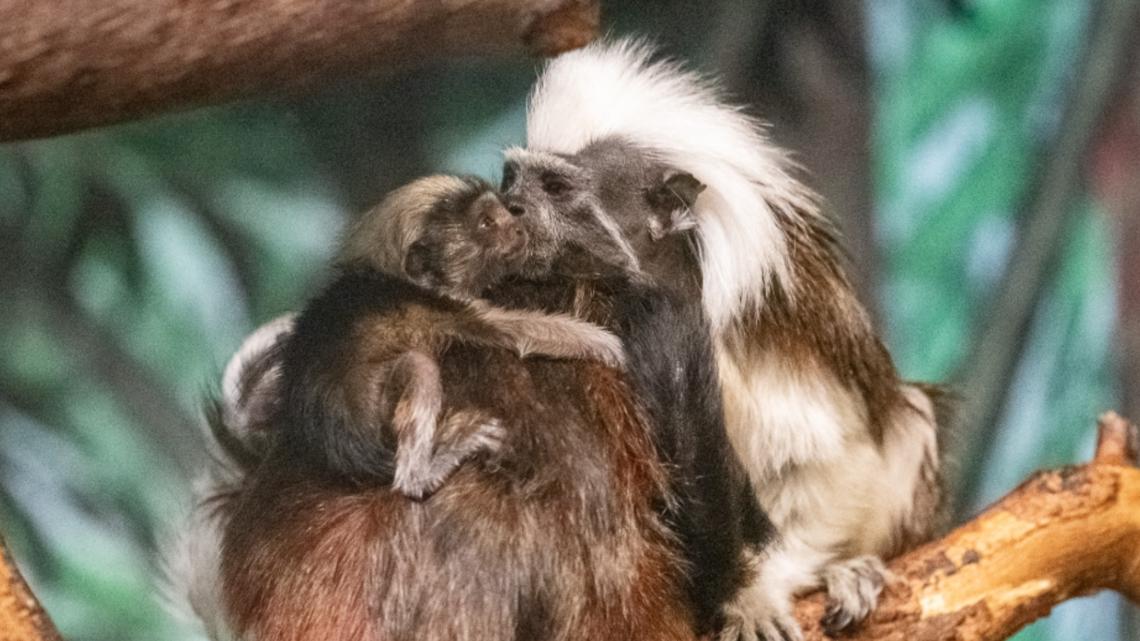 Meet Northern Minnesota’s newest twins: The tiny new primates fighting to save a species from extinction