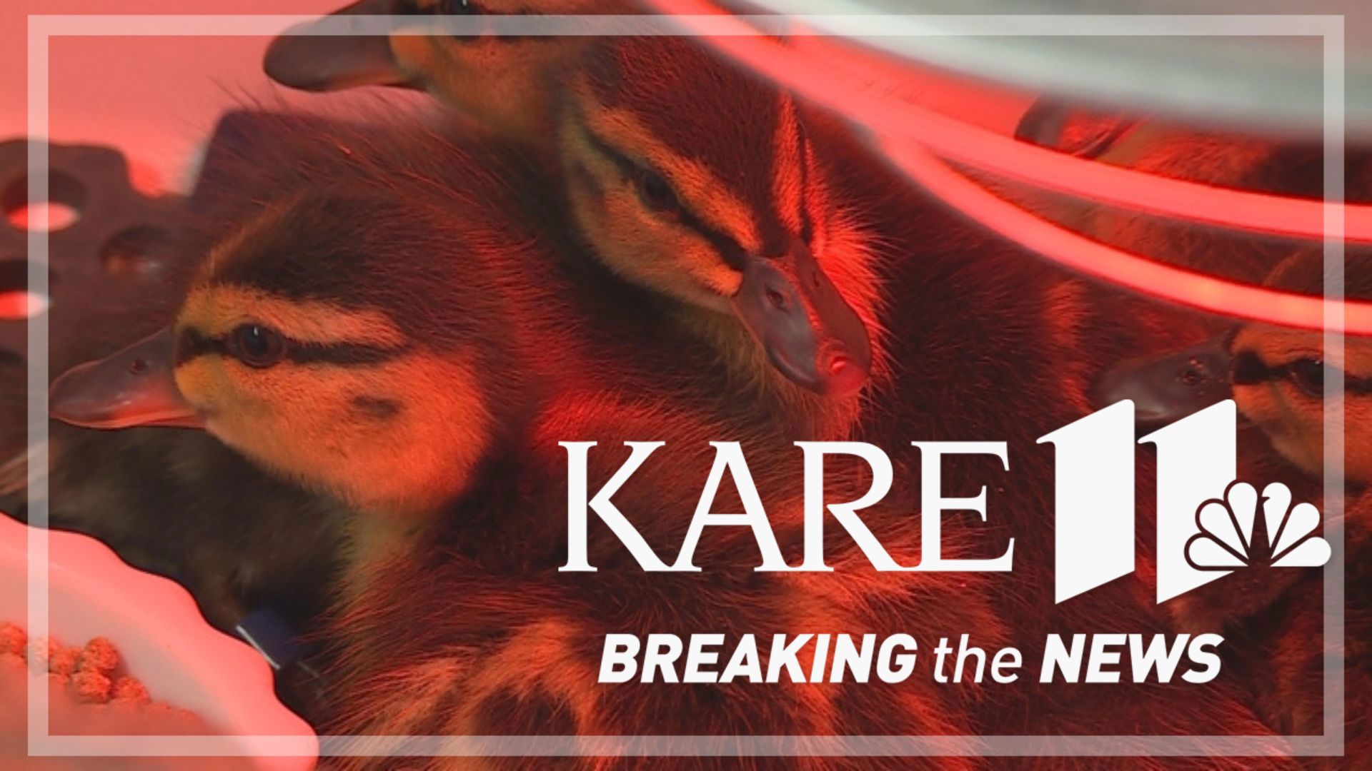 After the severe weather last week, the Wildlife Rehabilitation Center in Roseville got swamped with a record number of animals. 