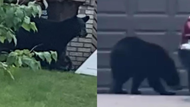 Black bear seen roaming around Oakdale Monday evening