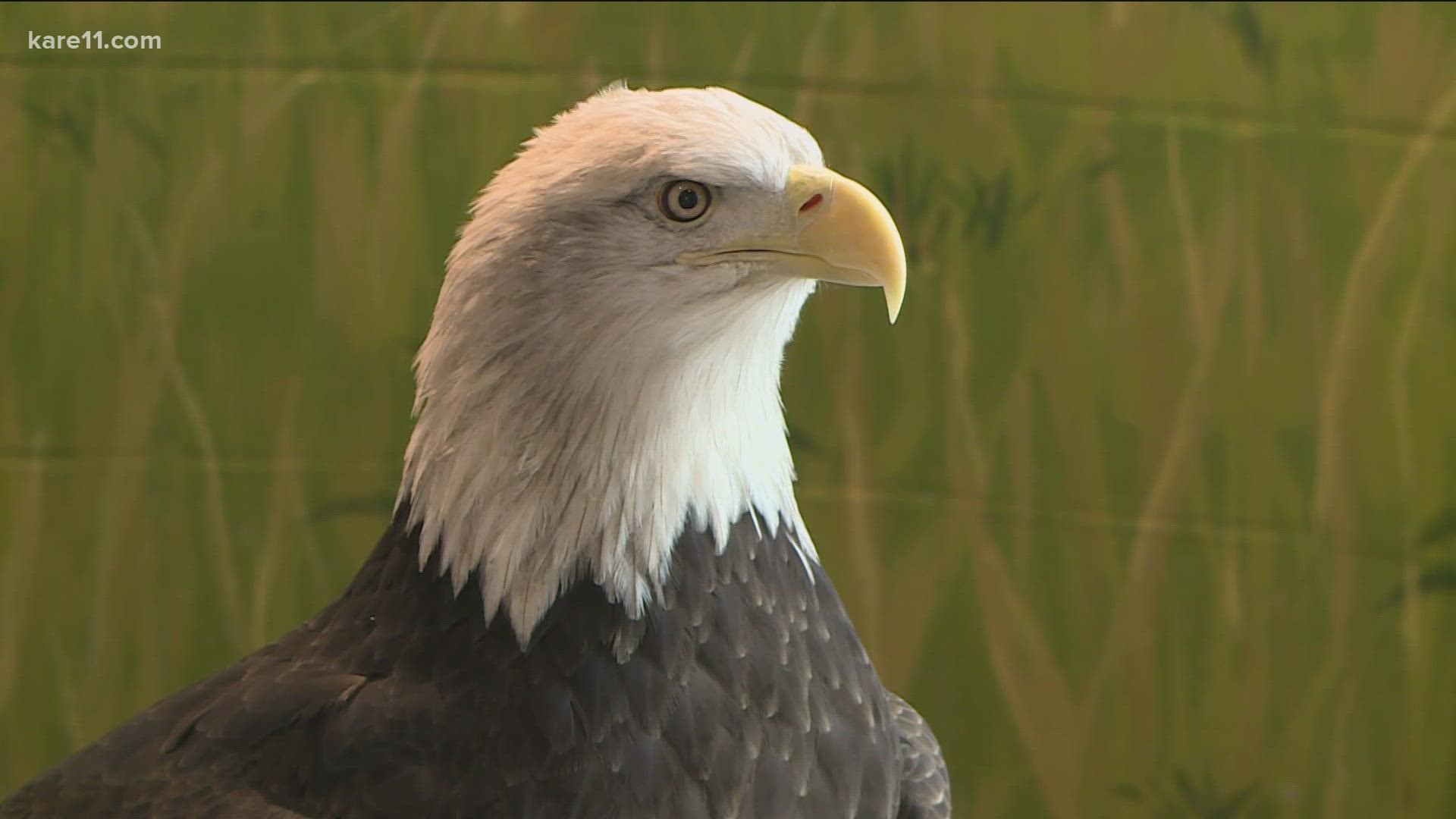 Later this month, the National Eagle Center in Wabasha will close its doors for the winter to work on a multi-million dollar renovation and expansion.