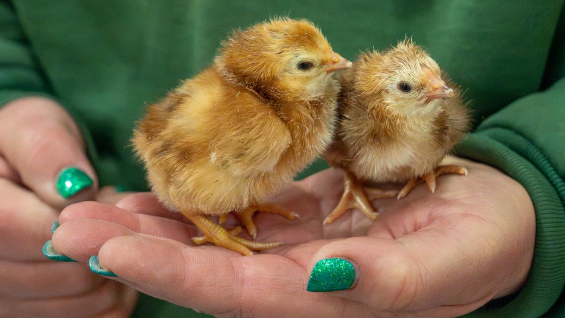 Minnesota Zoo's 'Farm Babies' and 'Cowchella' return with interactive meet and greets