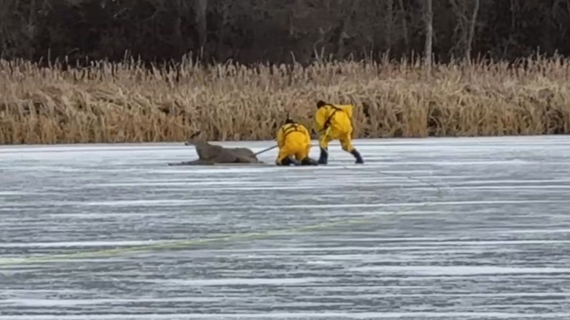 A deer plagued by poor decision-making got a second chance, after members of the Prior Lake Fire and Rescue team pushed him off the thin ice of Pike Lake.