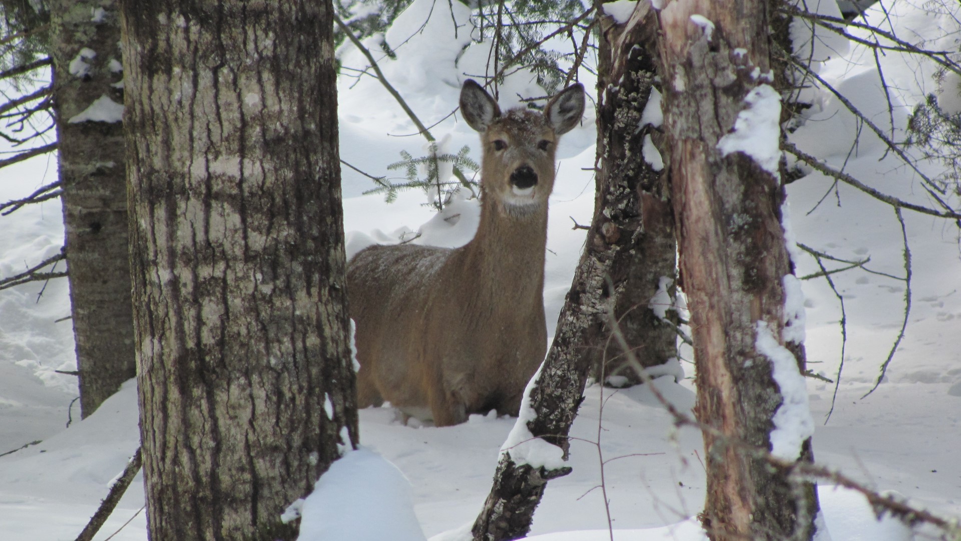 Severe winters aren't anything new, but during seasons like this, deer, and especially fawn, struggle to survive.