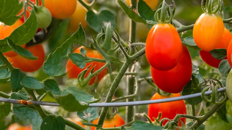 Grow with KARE: Helping tomatoes thrive