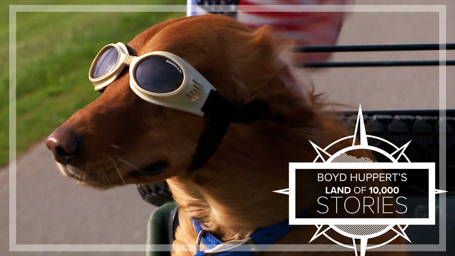 Dogs that love, tag along for a ride and even have a statue in their home town.