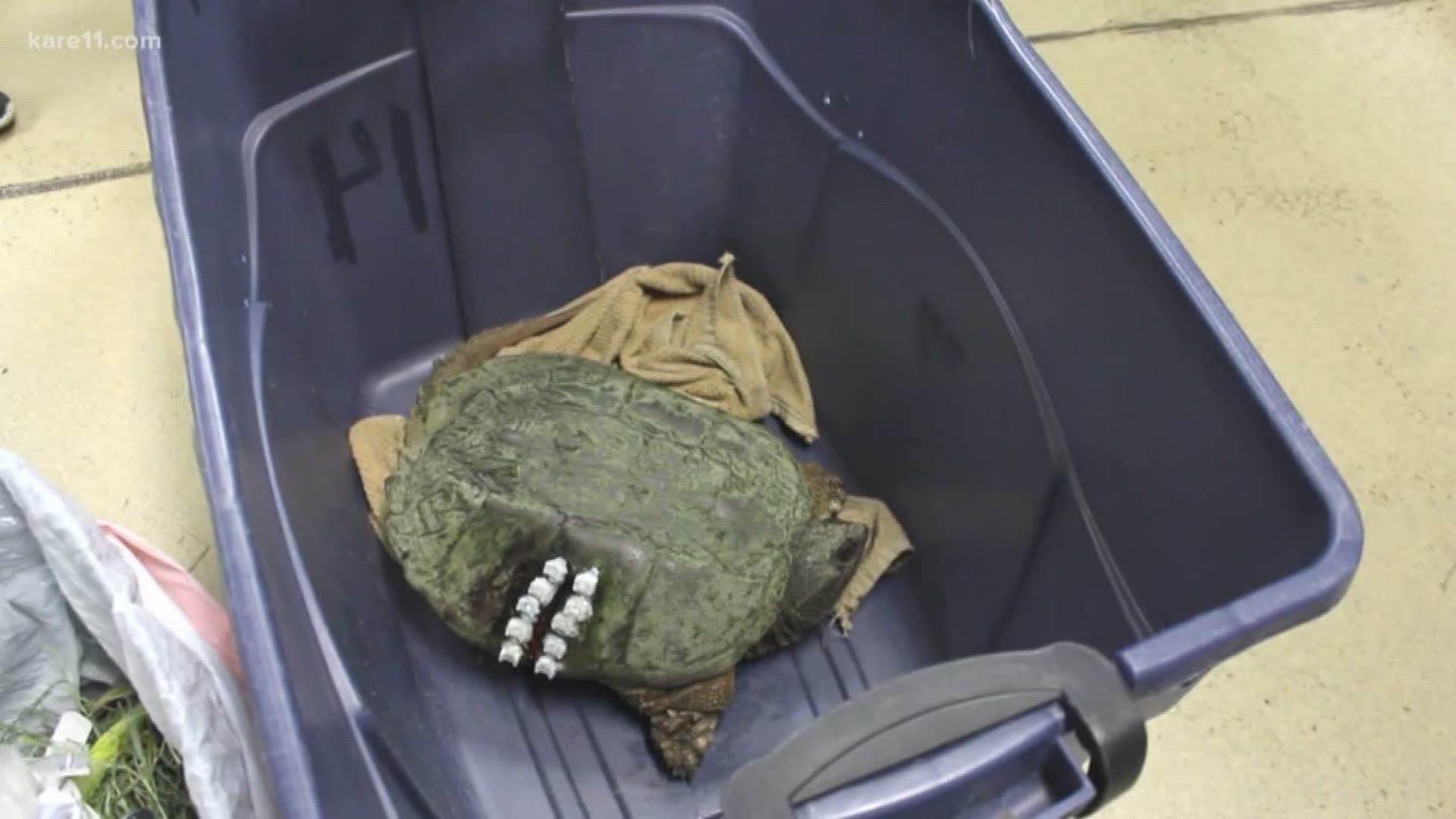 Wildlife officials highlight safe turtle crossings