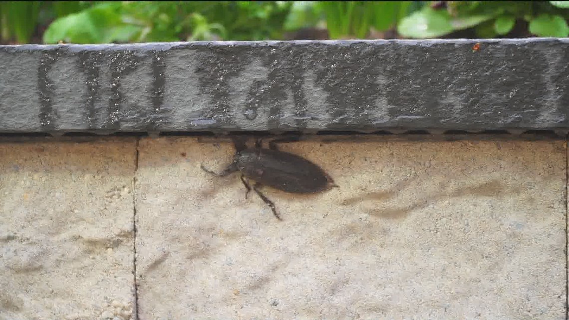 Unexpected visitor drops in on Guy Brown in the KARE backyard - Vimarsana News