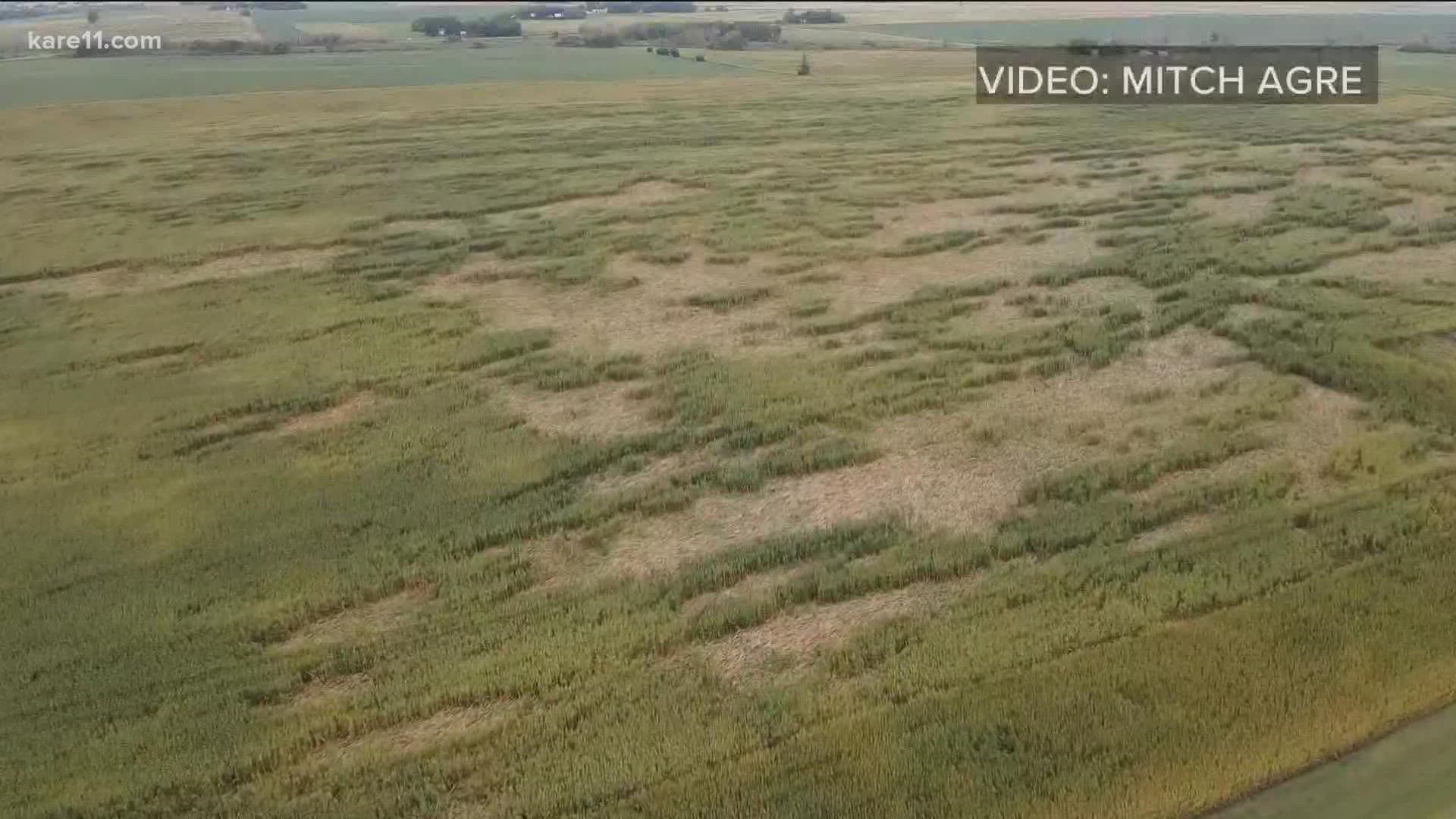 With the harvest just a few weeks ago, some of the state's corn is suffering after recent storms.