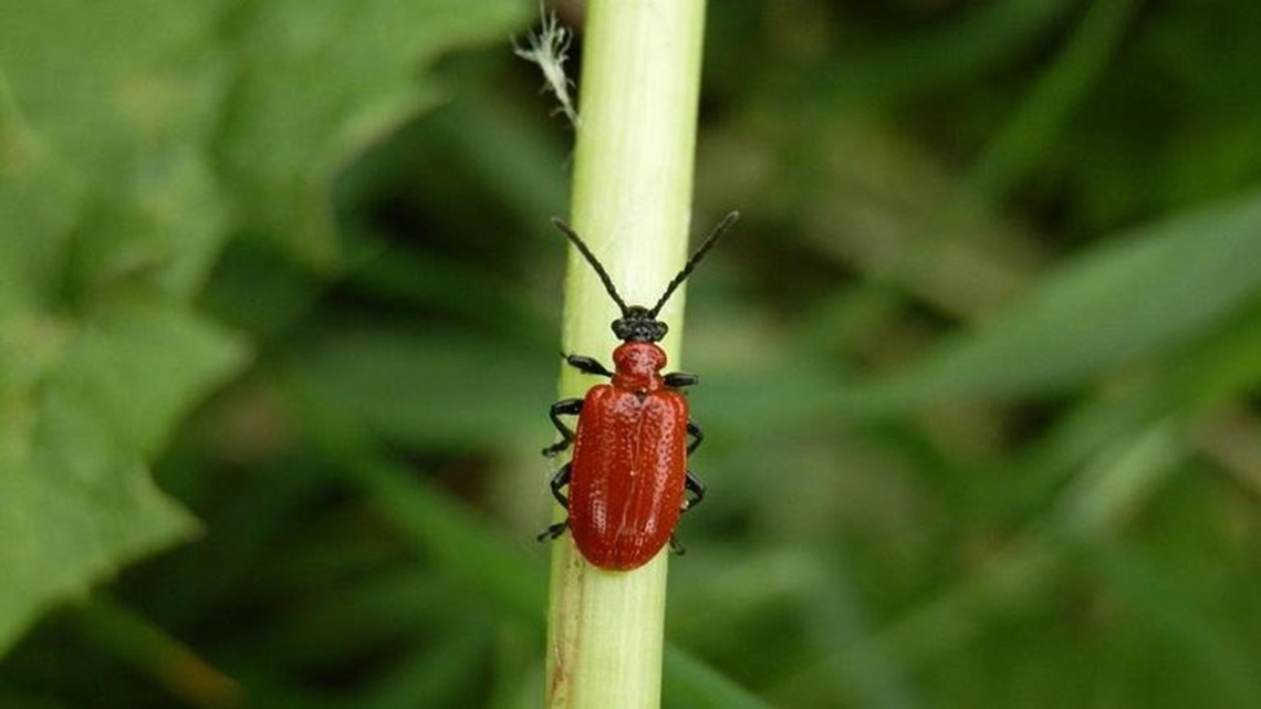 Invasive lily leaf beetle discovered in Minnesota by gardener