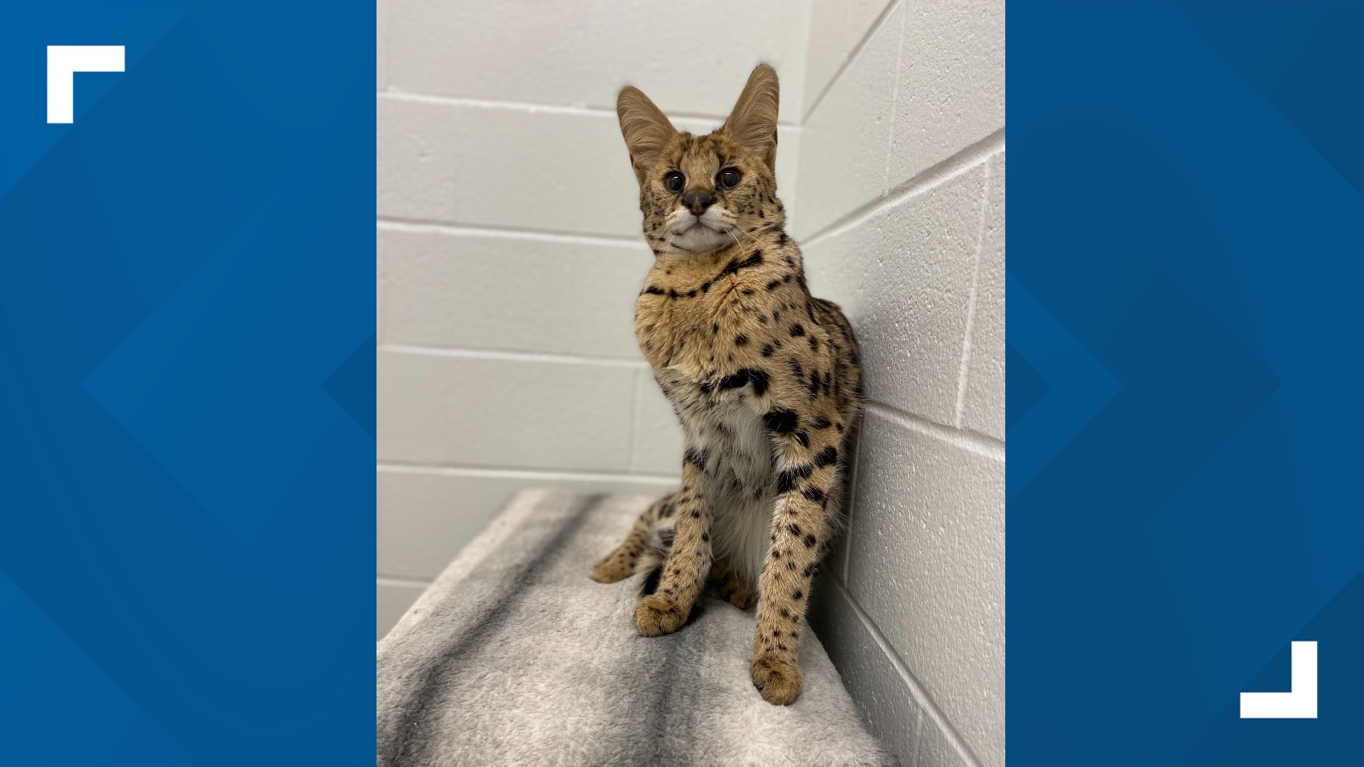 Starving African wild cat found in Boston now recovering at Minnesota