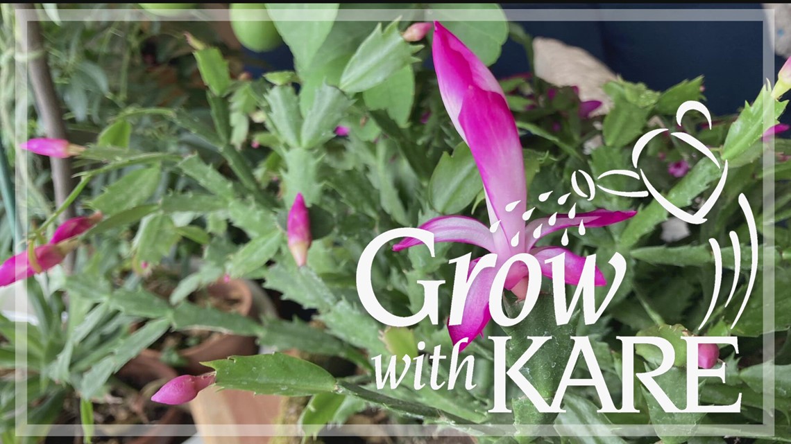 Grow with KARE: How to care for your holiday cactus