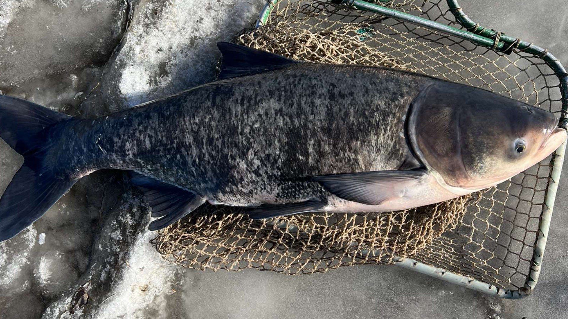 MN DNR celebrates capture of 300-plus invasive carp | kare11.com