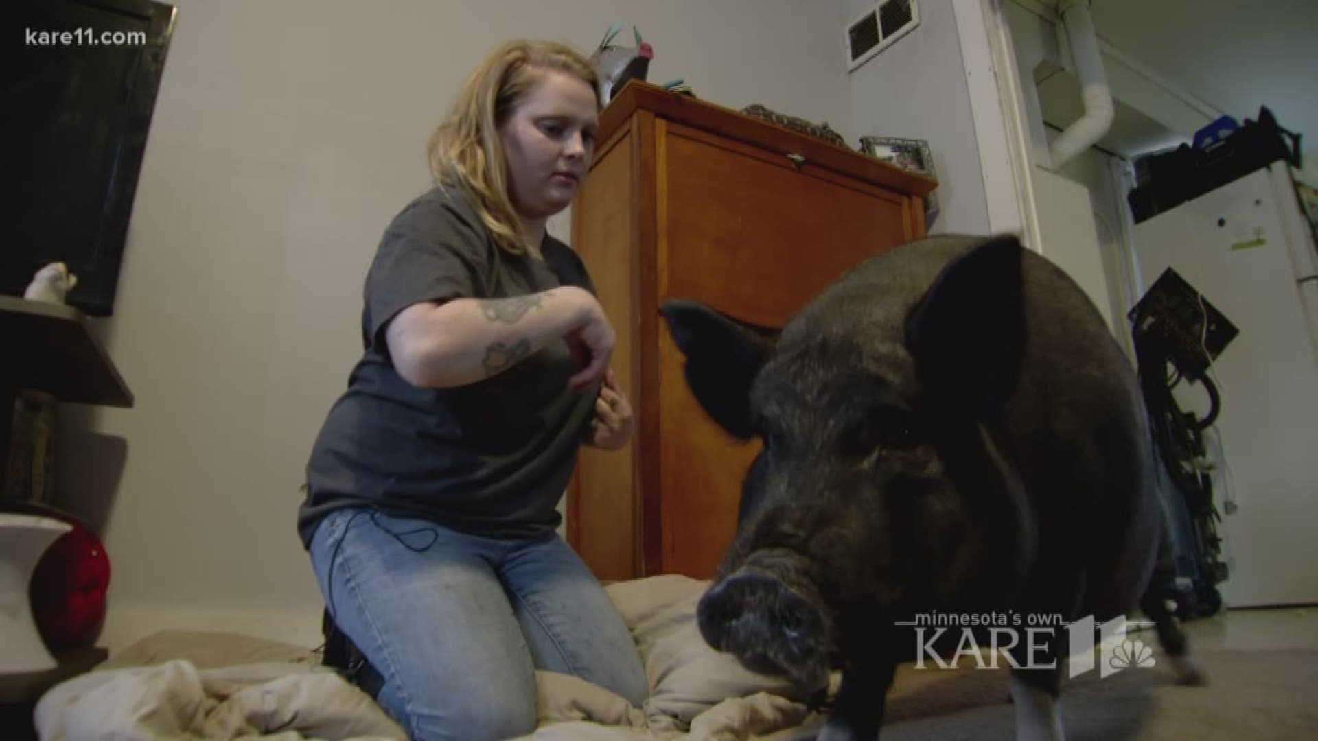 Mankato woman fights to keep her pot-bellied pig