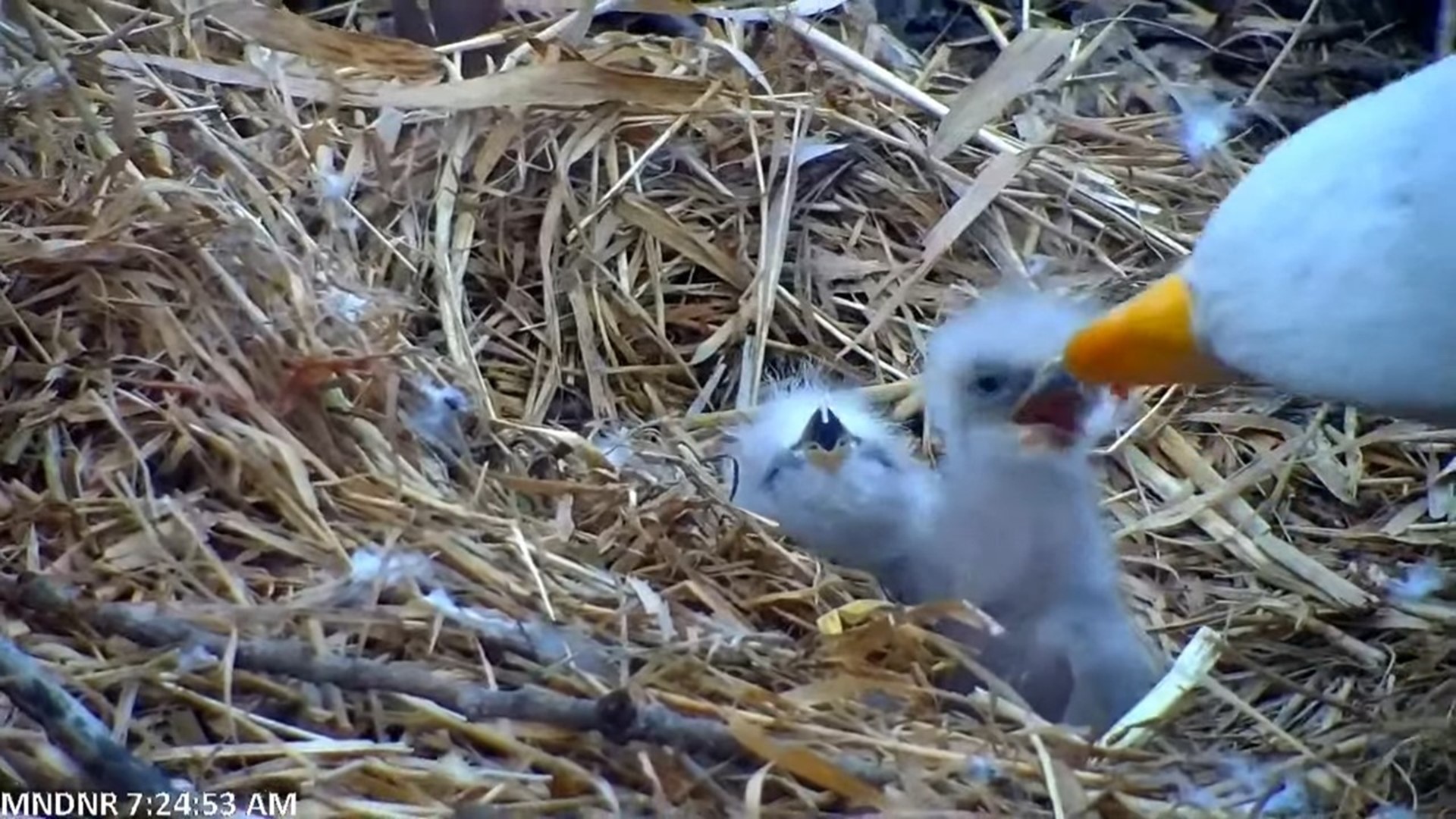 Second Eaglet Hatches On DNR's EagleCam | Kare11.com