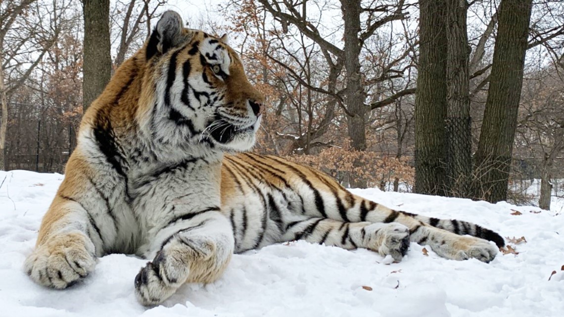 Minnesota Zoo needs your help naming one of the Amur tiger cubs