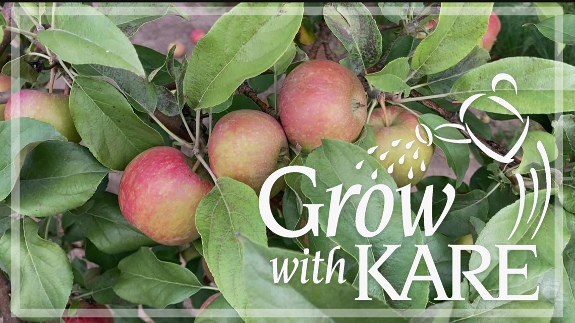 Grow with KARE: No apples on your trees this year? It could be due to over-cropping