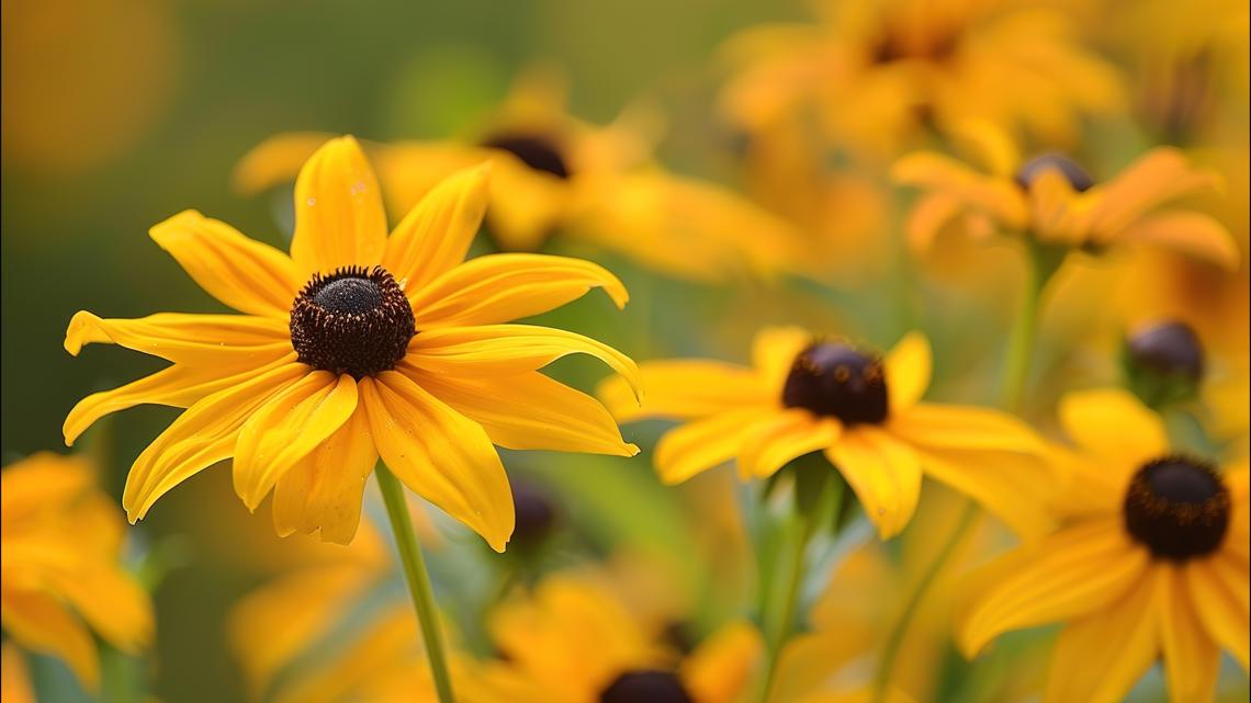 The Bloom Room: Flower farmer creates a Minnesota tourism destination