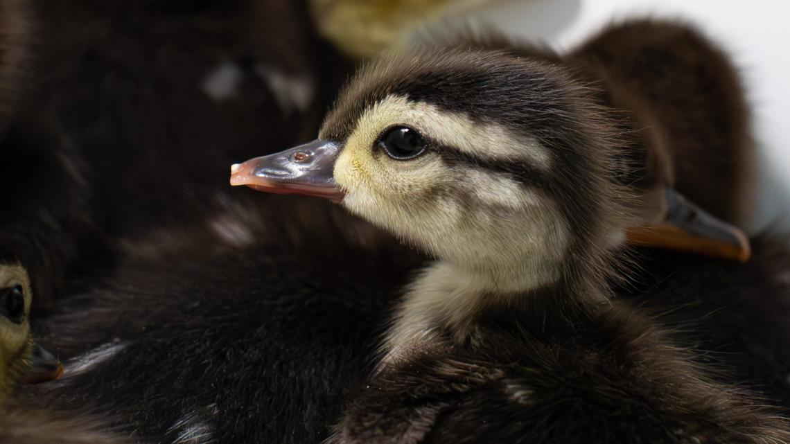 Wildlife Rehabilitation Center opens new aquatic facility to raise and release thousands of lost ducklings