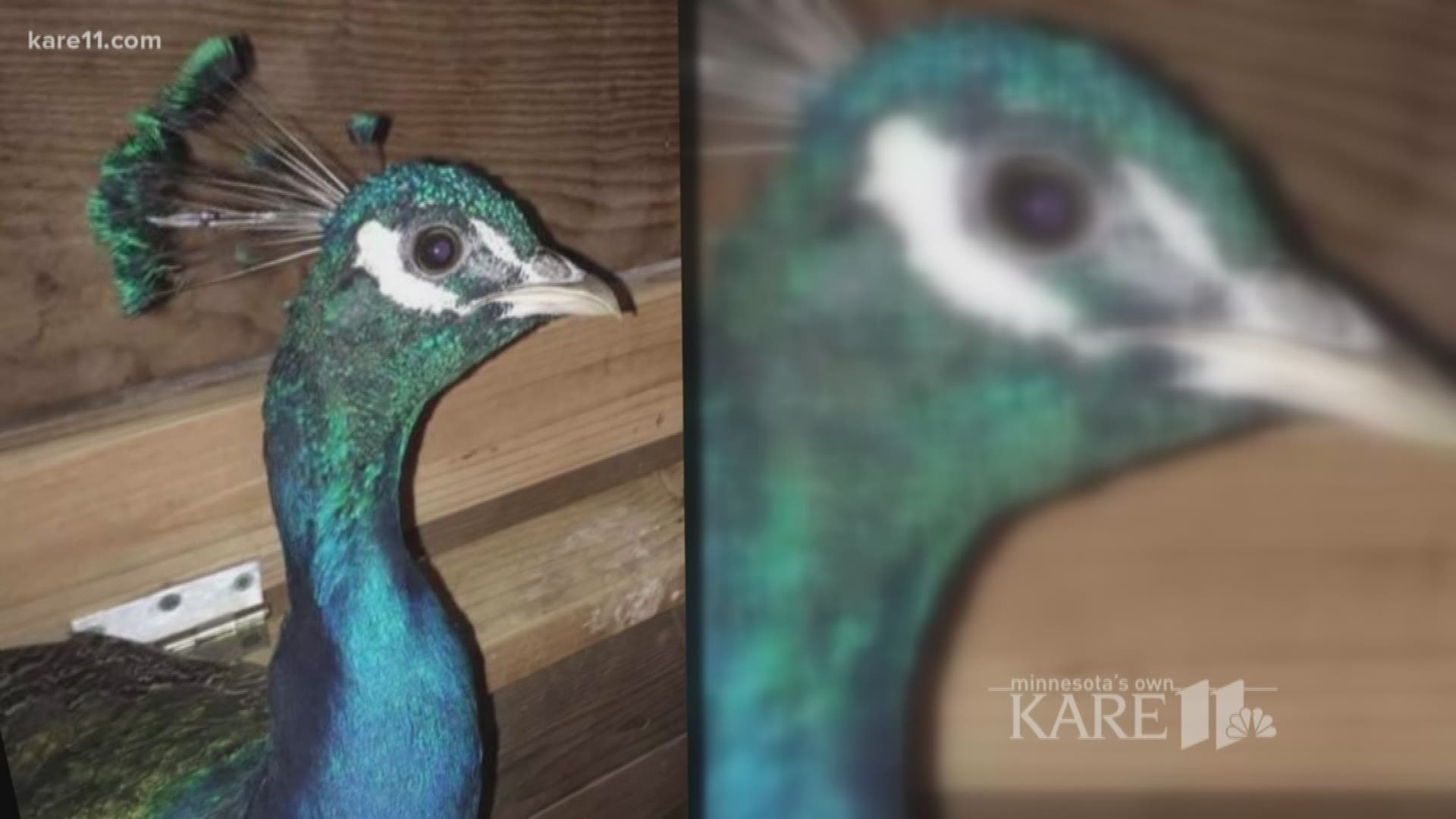 A pet peacock on the run from a Wright County hobby farm has neighbors throughout the community keeping an eye out for "Dave."