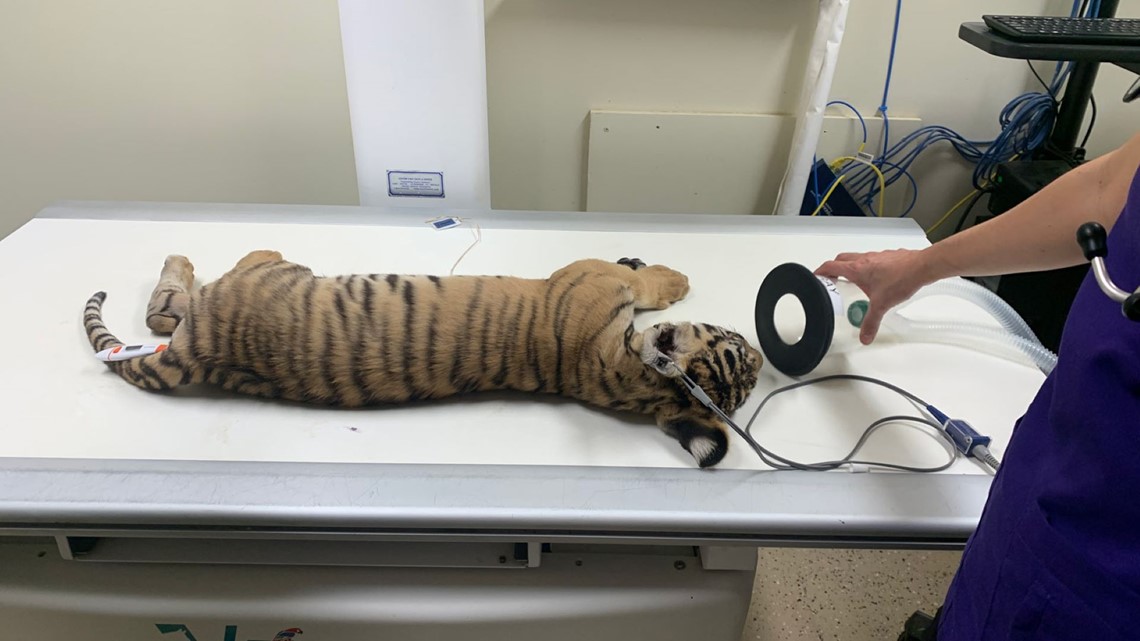 Duke the rescued Bengal tiger cub finds new home in Colorado