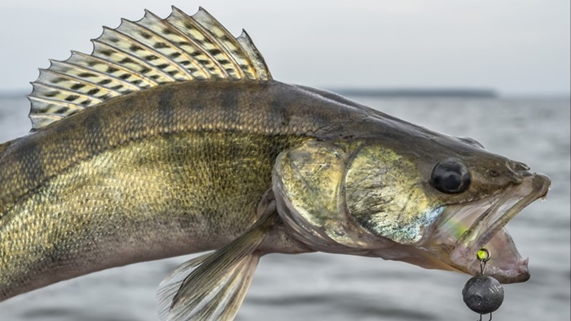 The current six-fish limit has been in place in Minnesota since 1966.