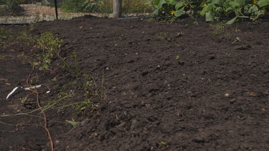 Grow with KARE: The two things to consider when planting now for a fall harvest