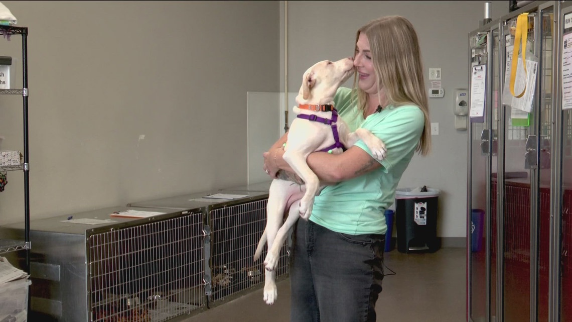 Alabama animals saved from euthanasia by MN animal organizations
