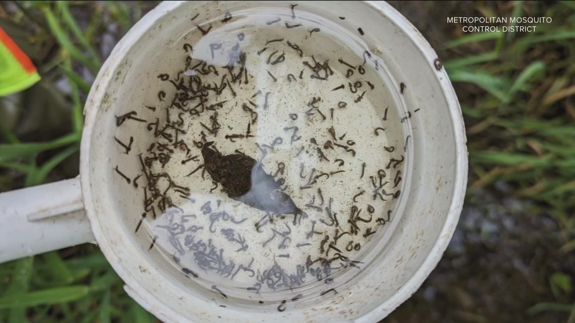 The Metropolitan Mosquito Control District says workers are collecting samples that show more than 50 larva. They say two to three is enough to warrant treatment.