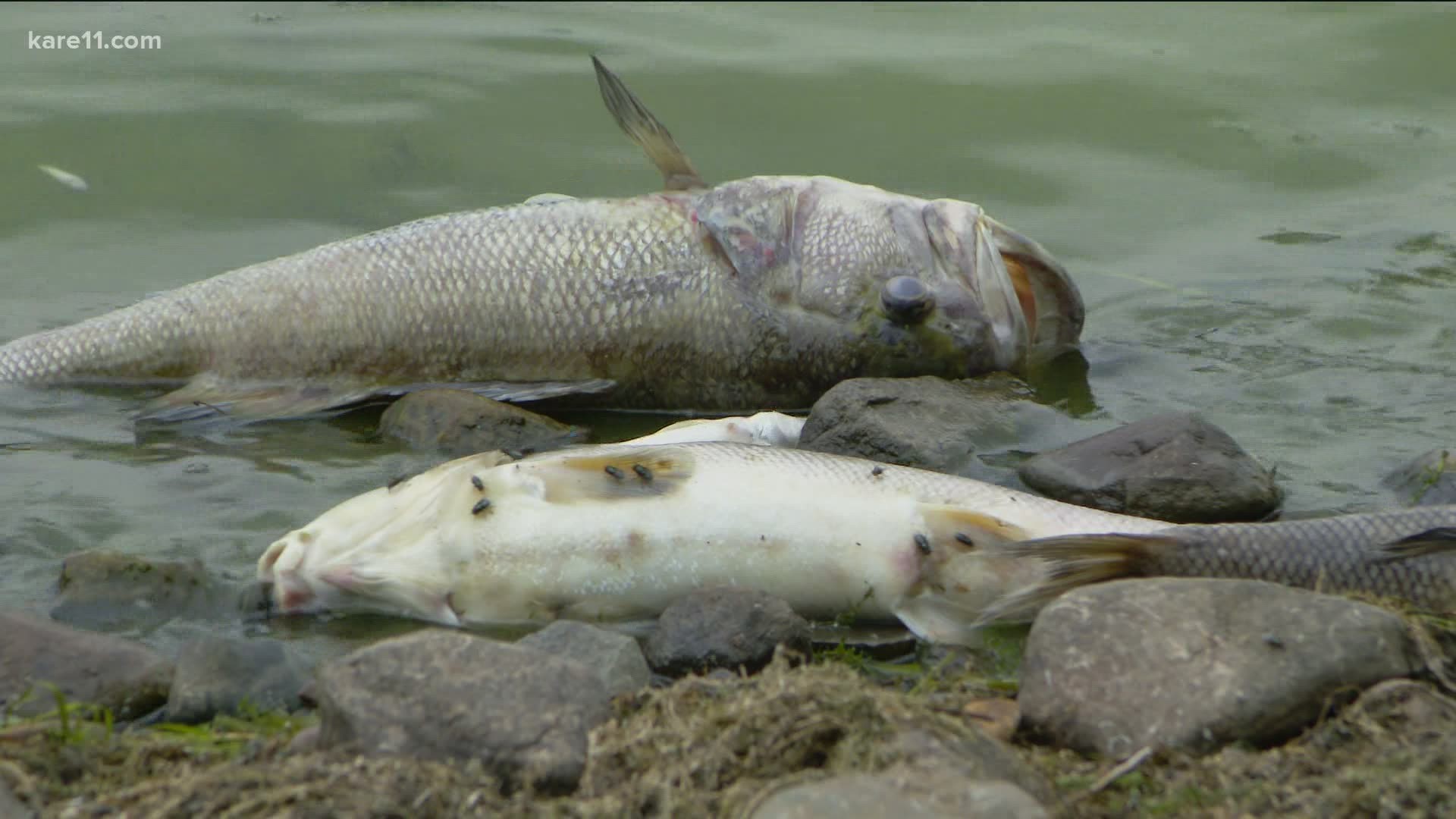 A fish kill brought all sorts of species to the surface and along the shorelines of many homes on Lake Pokegama