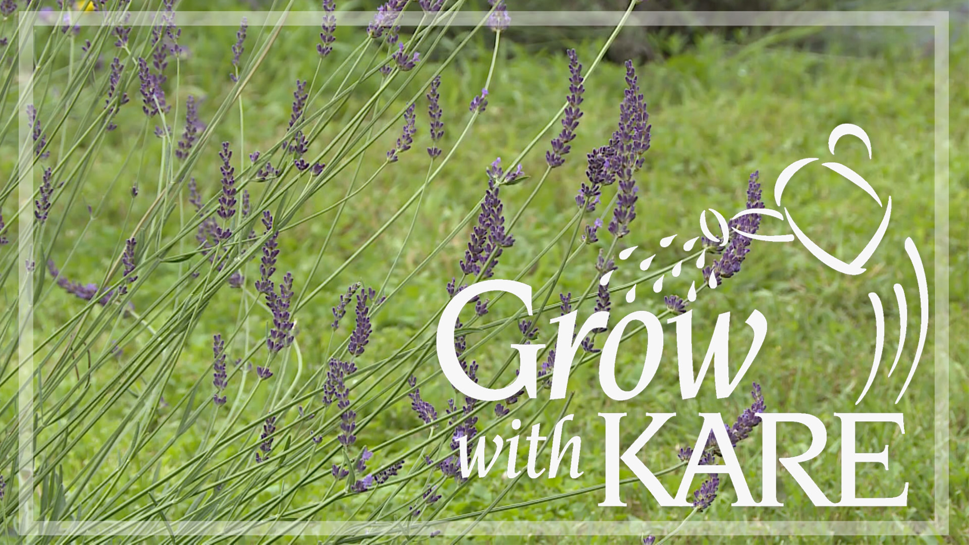 real lavender plant Lavandula | Provence Lavender main image 1