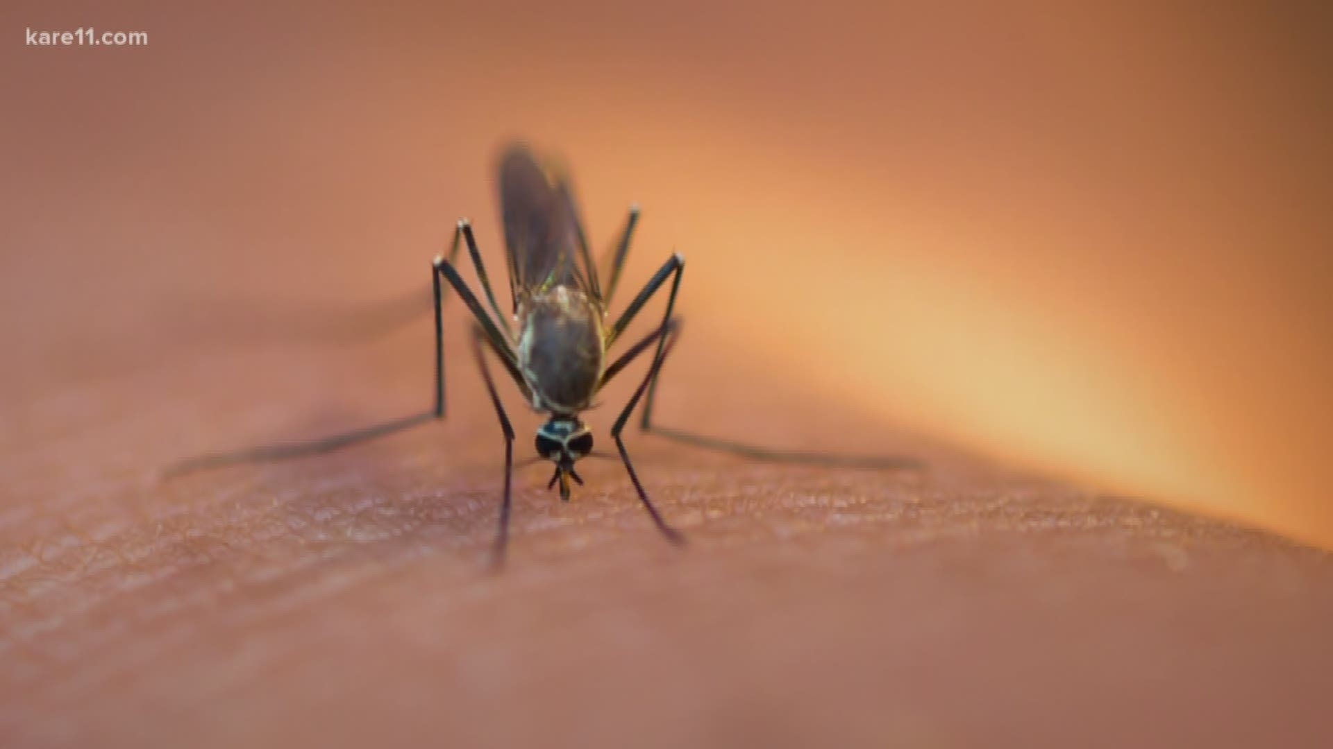 Cold weather may be the biggest complaint people have about living here in Minnesota. Number two would have to be the mosquitoes and other annoying bugs. But could number one take care of number two? https://kare11.tv/2RoB4Ry