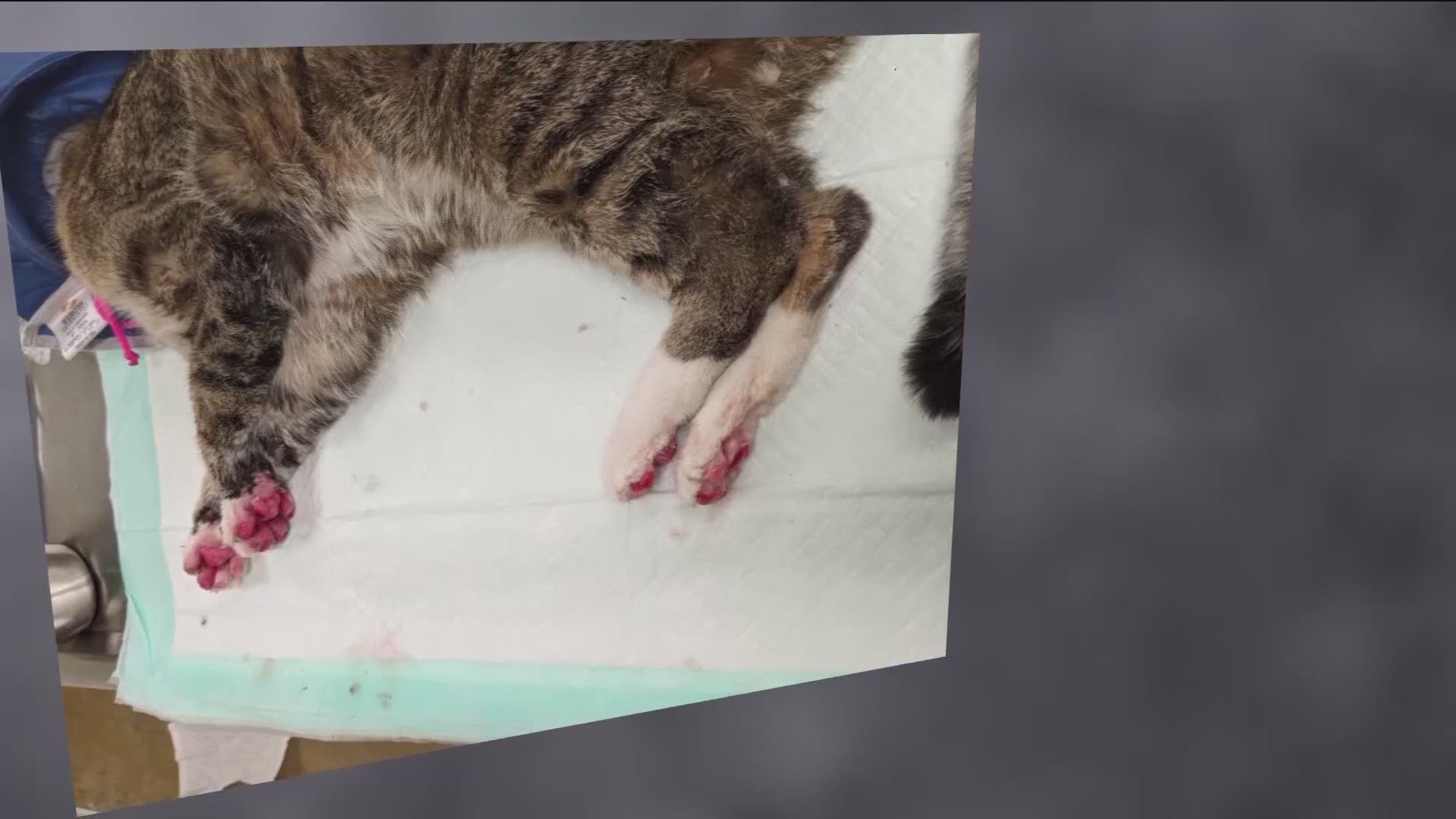 1-year-old Zeke was brought into the Animal Humane Society with severe frostbite around Christmas. More than six weeks later, doctors say he is still recovering.