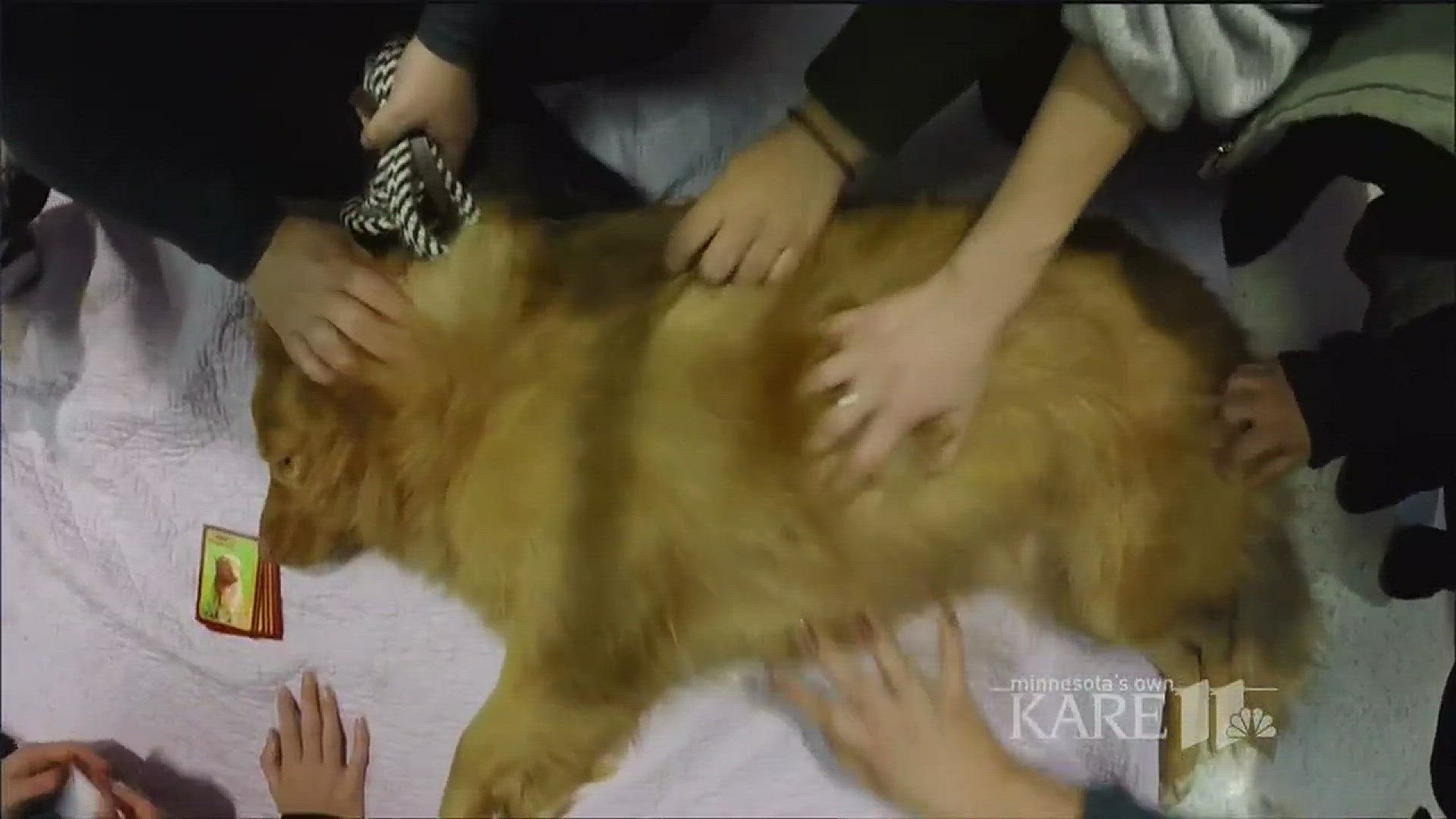 University of Minnesota students de-stress with cute and cuddly animals