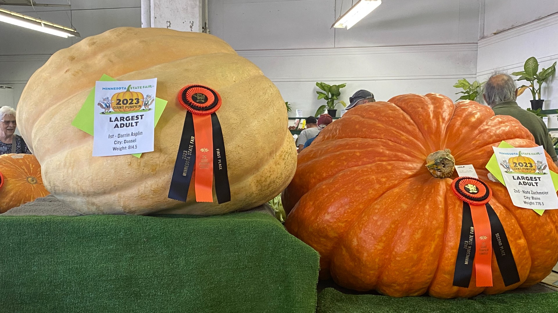 The gargantuan gourd, grown by Darrin Asplin in Dassel, Minnesota, was nearly 40 pounds heavier than the second-place finisher.