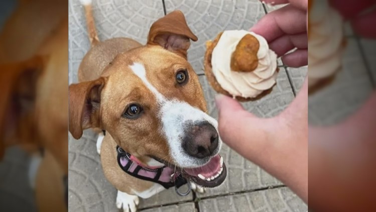 Brooklyn Park dog treat bakery makes State Fair debut