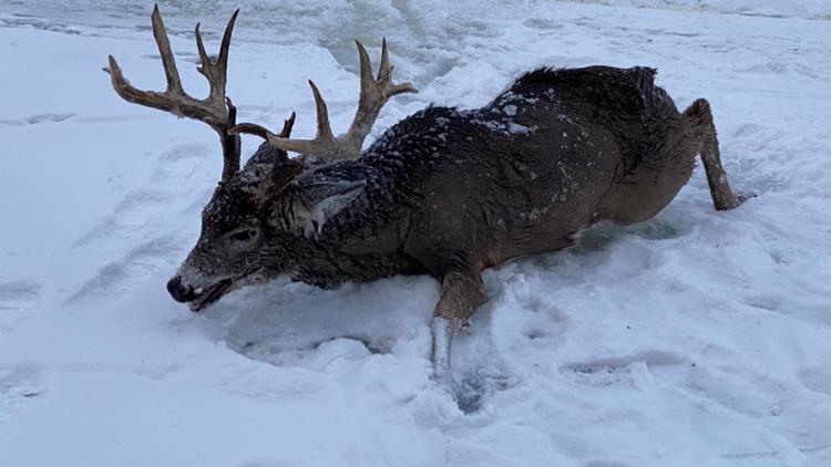 Buck saved from ice in Thief River Falls
