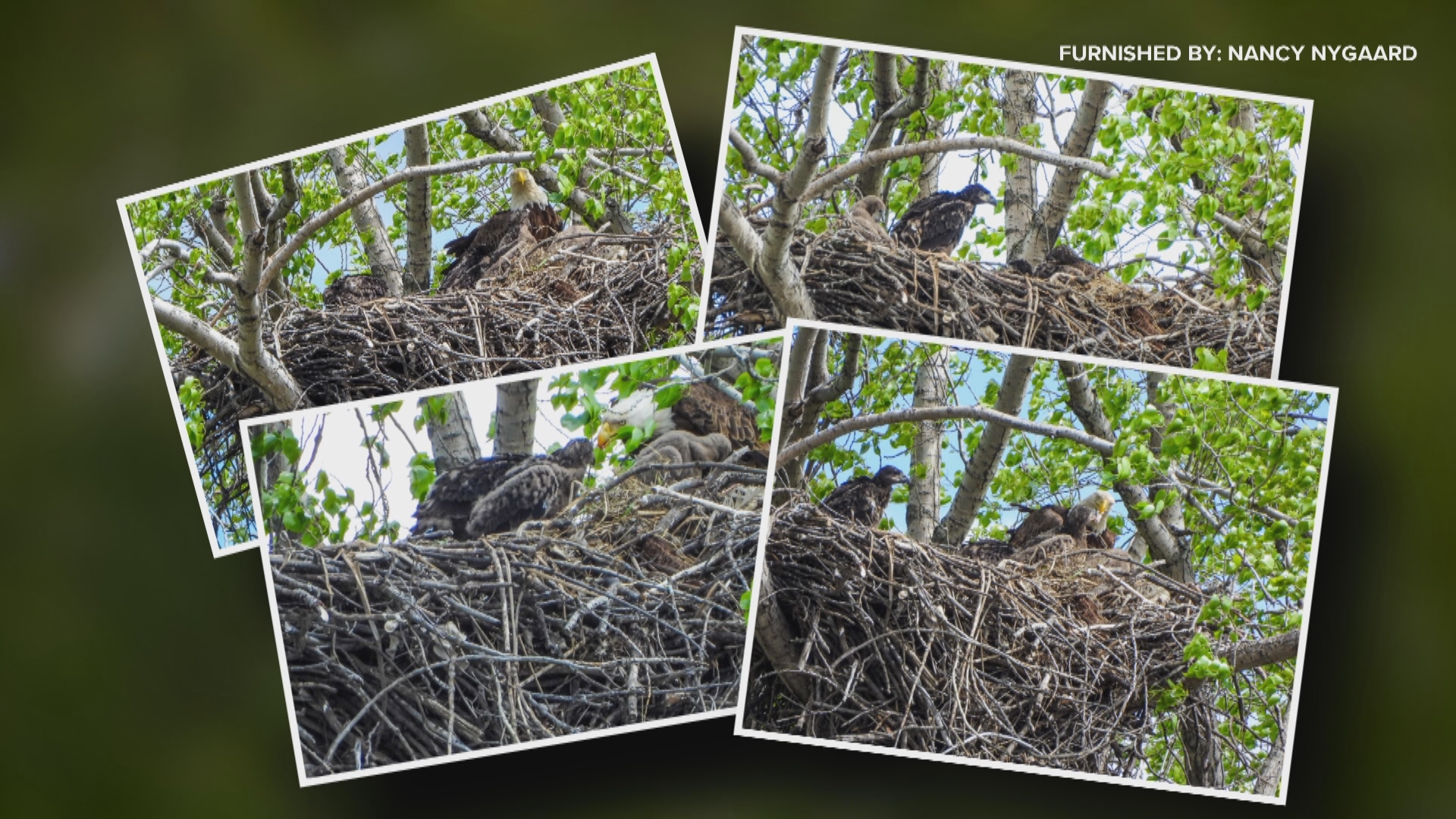 Bad weather is one of the biggest factors that can impact survival chances for the eaglets.