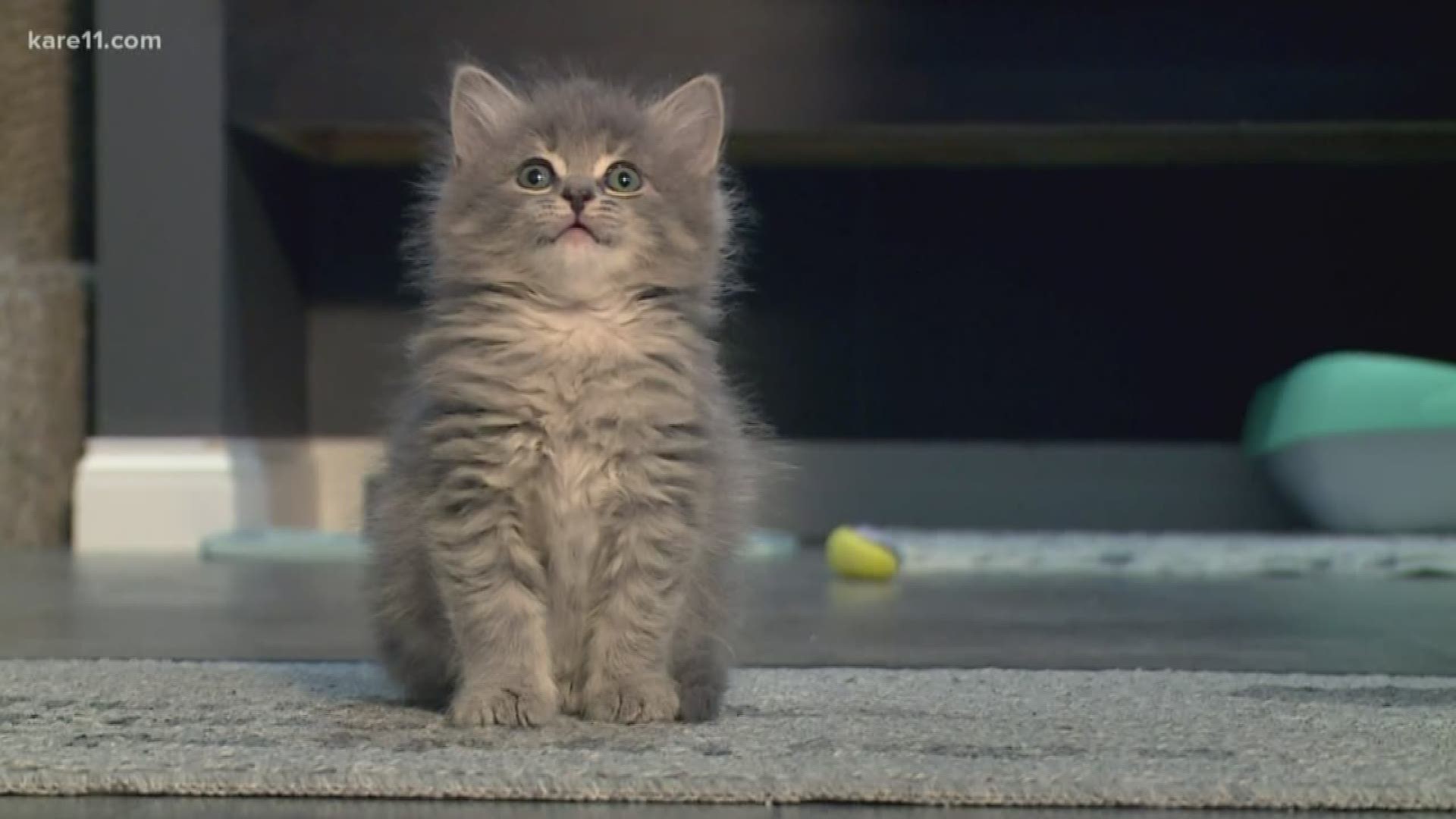 There are fewer things cuter than itty bitty kitties. And, this is a story about those bitty kitties who need your help. They are the cats of the Bitty Kitty Brigade