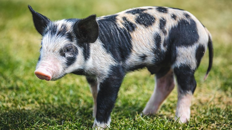 Meet the trainer of the St. Paul Saints' 'ball pig' — and help name this  year's mascot