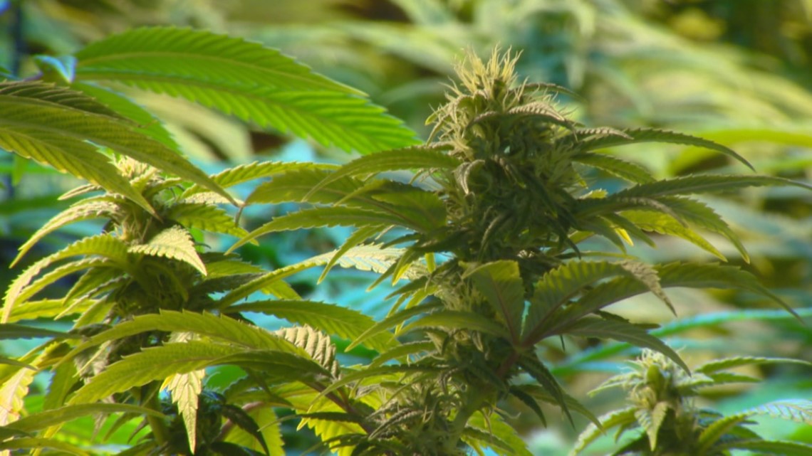 Medical cannabis expected to 'flourish' in new cannabis era - Vimarsana News