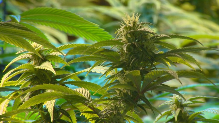 Recreational cannabis bill advances in Minnesota House