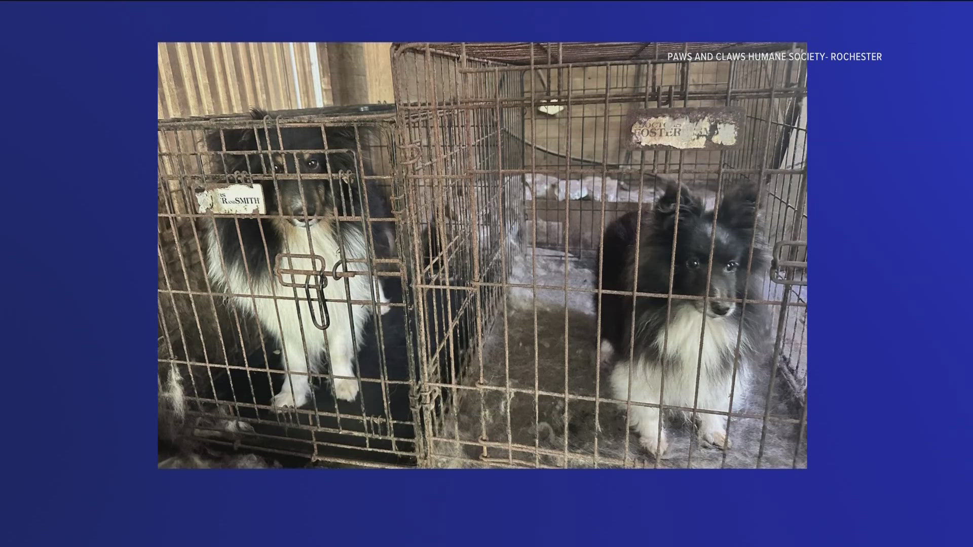 The 27 dogs are malnourished with severe dental disease. 