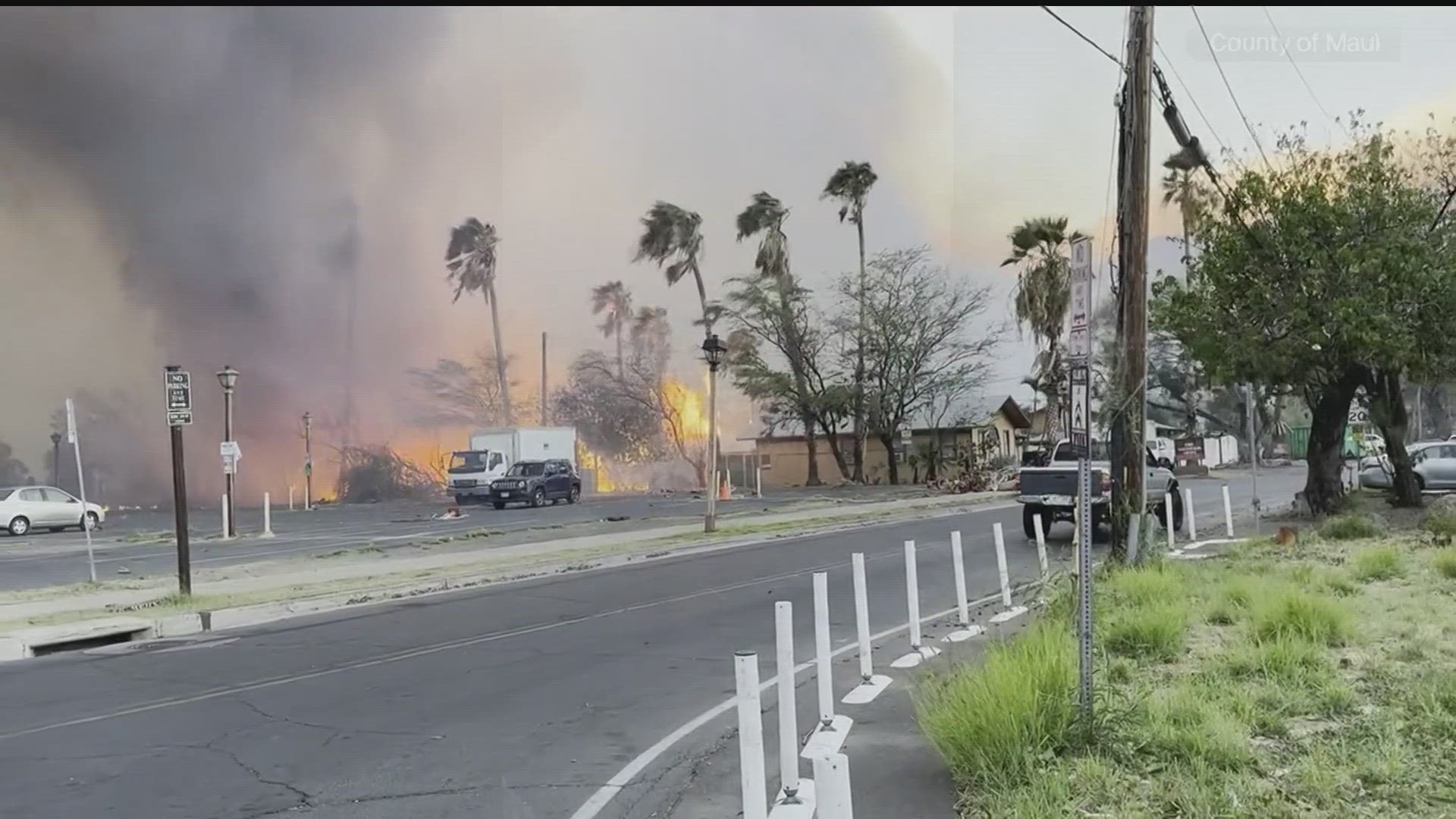 Cat Who Missing During Maui Fires Found Safe Near Destroyed Home