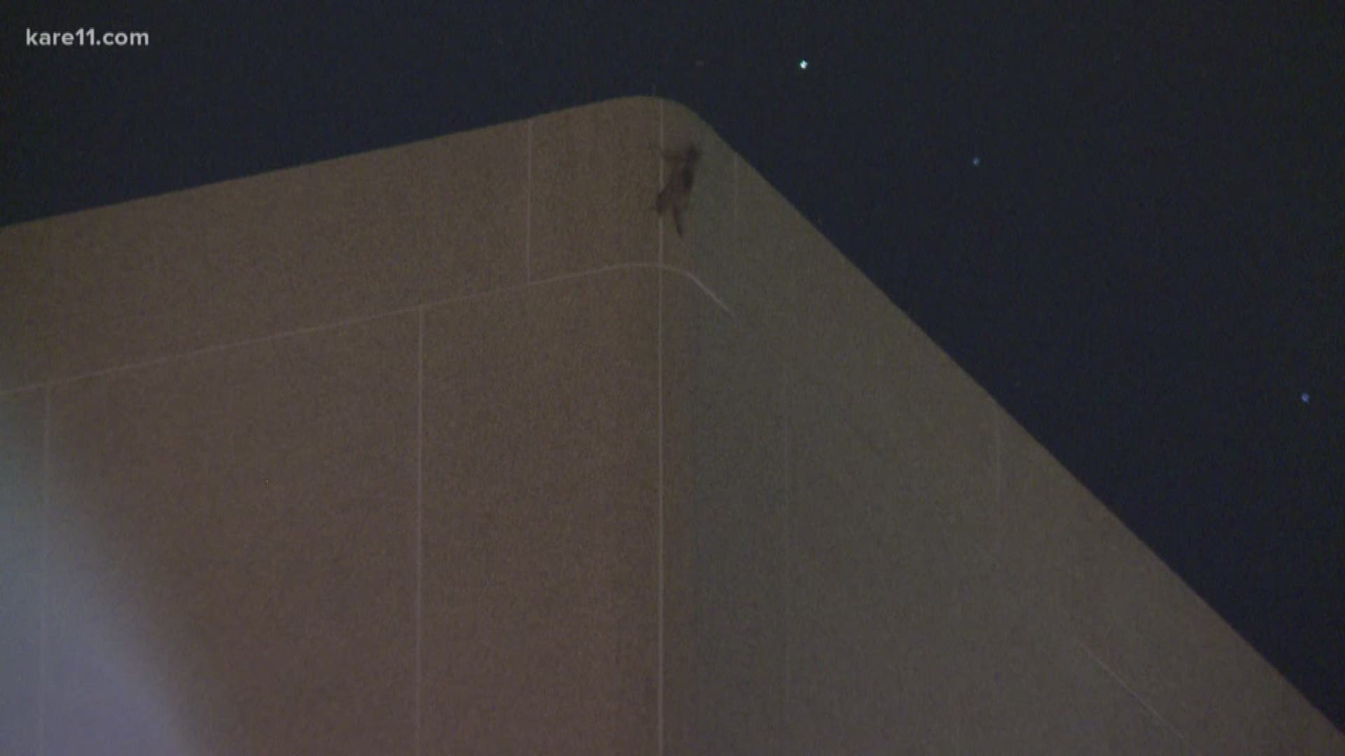 #MPRraccoon has been removed from the roof of the UBS building in downtown St. Paul and will be released into the wild according to wildlife officials. https://kare11.tv/2LIlAVS� Subscribe to KARE 11: https://www.youtube.com/subscription_center?add_user