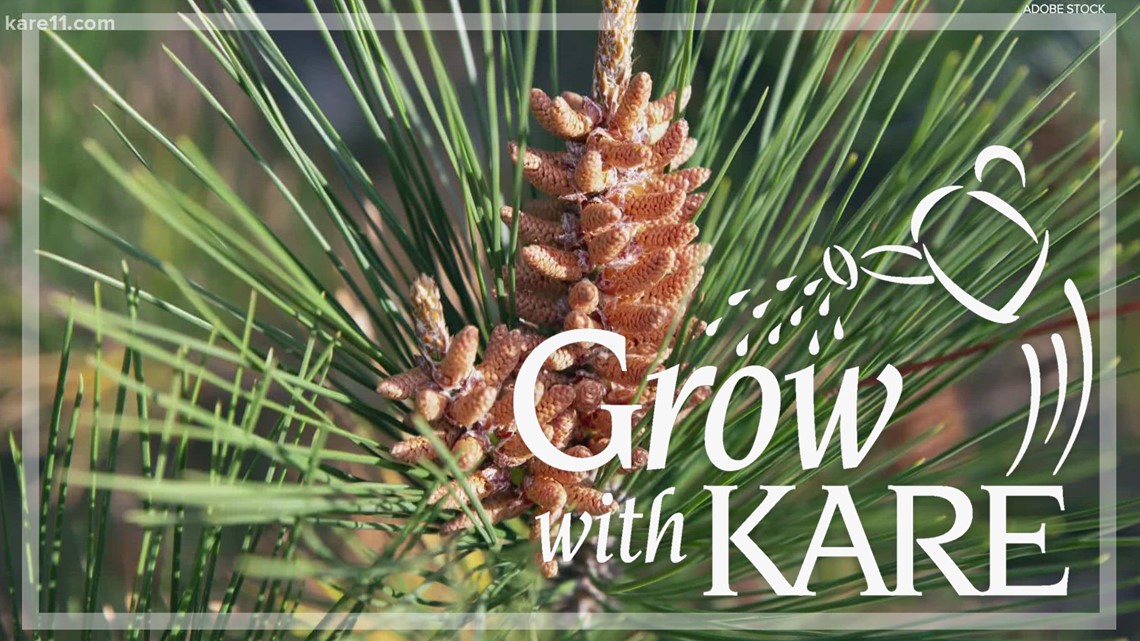 Grow with KARE: Don’t prune evergreens now