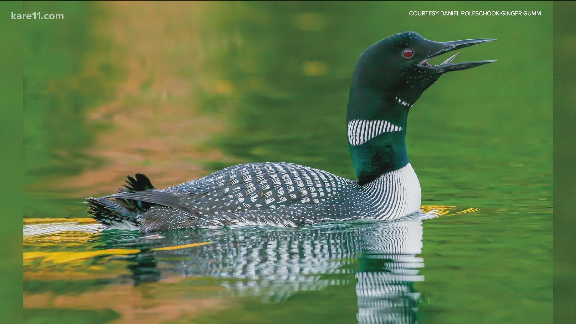 The book, published through the University of Minnesota Press, is based on nearly 30 years of research on the Common Loon.
